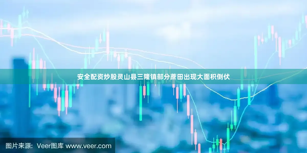安全配资炒股灵山县三隆镇部分蔗田出现大面积倒伏